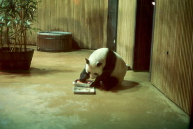 Panda, Washington National Zoo, DC.