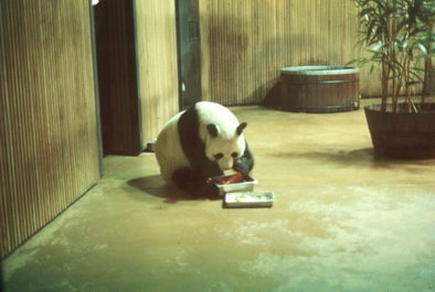 Panda, Washington National Zoo, DC.