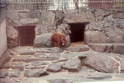 Bear, Washington National Zoo, DC.