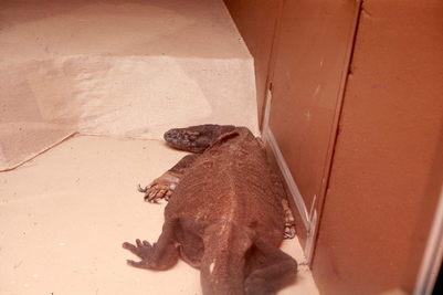 Komodo dragon, Washington National Zoo, DC.