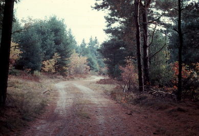 New England Fall Foliage