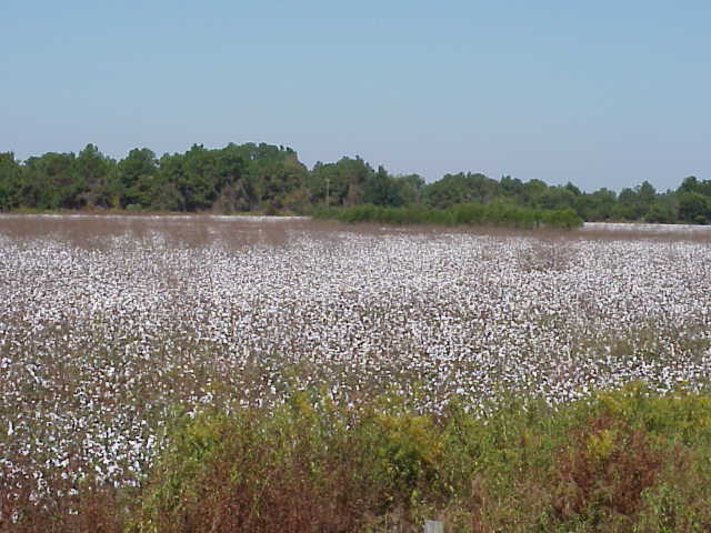 Cotton Fields in Georgia
