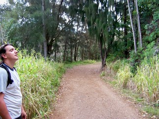 Kaunala Trail, Aieu, HI.