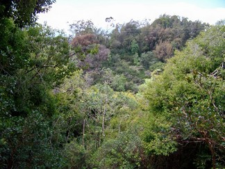 Kaunala Trail, Aieu, HI.