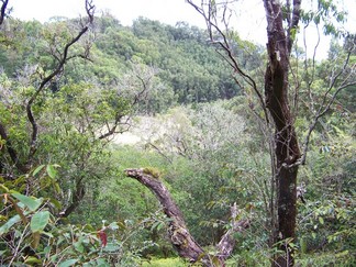 Kaunala Trail, Aieu, HI.