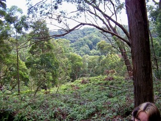 Kaunala Trail, Aieu, HI.