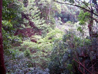 Kaunala Trail, Aieu, HI.