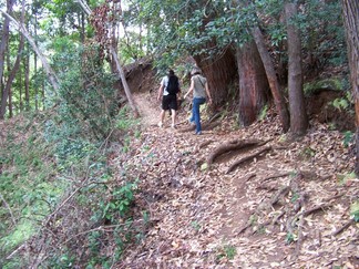 Kaunala Trail, Aieu, HI.