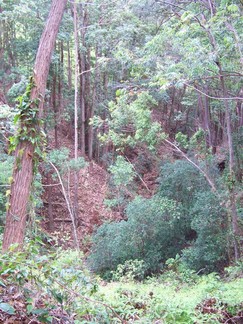 Kaunala Trail, Aieu, HI.