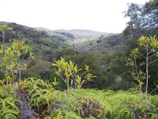 Kaunala Trail, Aieu, HI.