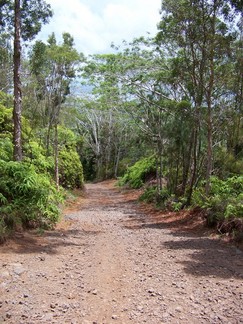 Kaunala Trail, Aieu, HI.