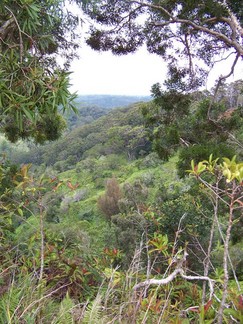 Kaunala Trail, Aieu, HI.