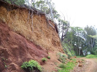 Kaunala Trail, Aieu, HI.