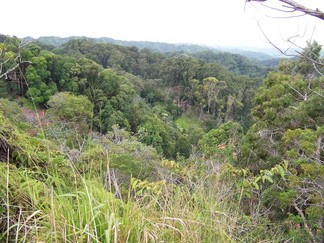 Kaunala Trail, Aieu, HI.