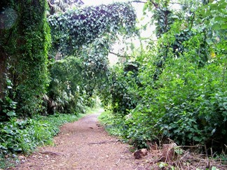 Kamananui Valley Road, HI.