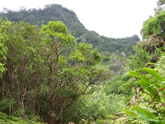 Kamananui Valley Road, HI.