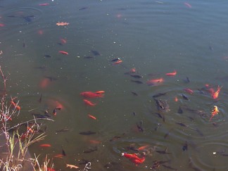 Pond, Woodstock, NY.