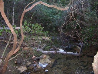 Woodlot Stream, Signal Mtn, TN.