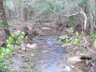 Woodlot Stream, Signal Mtn, TN.