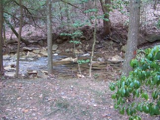 Woodlot Stream, Signal Mtn, TN.