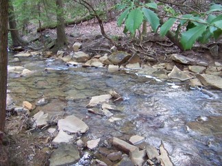 Woodlot Stream, Signal Mtn, TN.